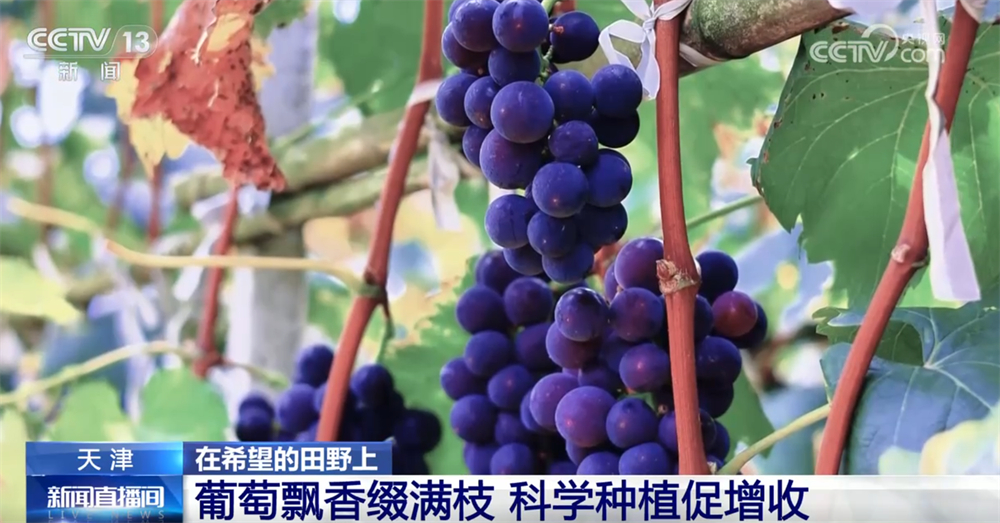 广袤乡村绘就金秋九月好“丰”景 农业现代化成为百姓增收致富“密码”