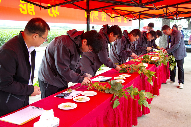 让“粮袋子”更稳“钱袋子”更鼓丨山东供销功能粮饲作物育种成果为现代农业注入新动能