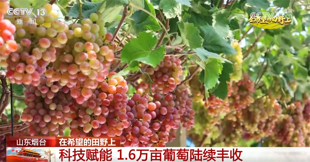 良机良技良法护航秋日“丰”景 “科技+”为乡村产业振兴注入鲜活动能