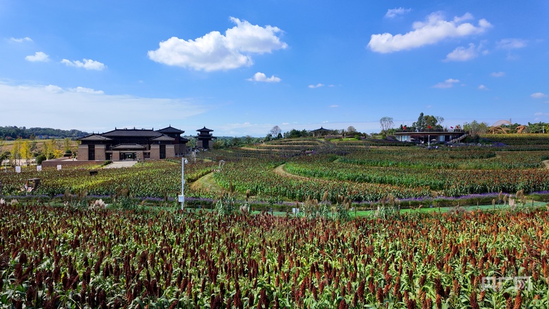 消费新观察｜田园风“混搭”文化风 “花式”解锁乡村周边游
