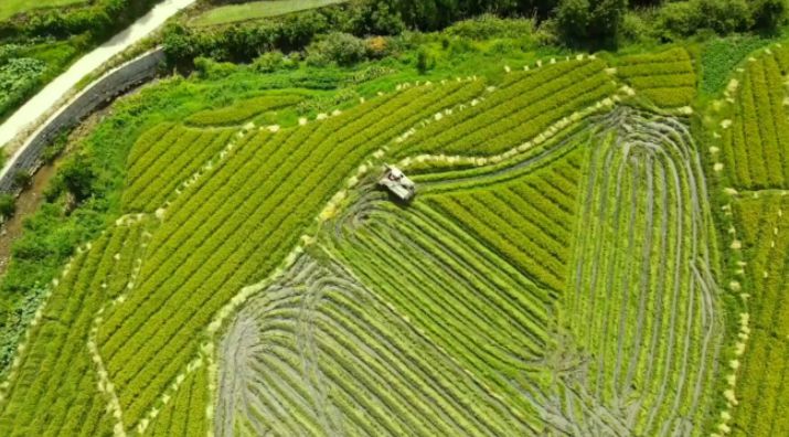 文化导师基层行丨全县排名从90多名跃升至第2名，这个深山村靠什么逆袭？