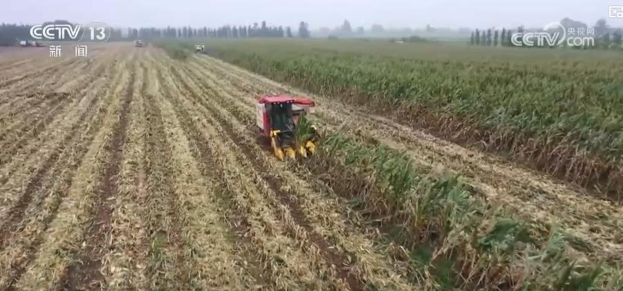 全国秋粮收获过五成！全程机械化护航秋收 粮食生产提质增效