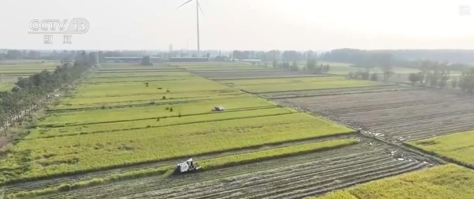 各地多举措战阴雨抢秋收：“粮食银行”护粮减损 烘干链闭环助农“收好粮卖好价”