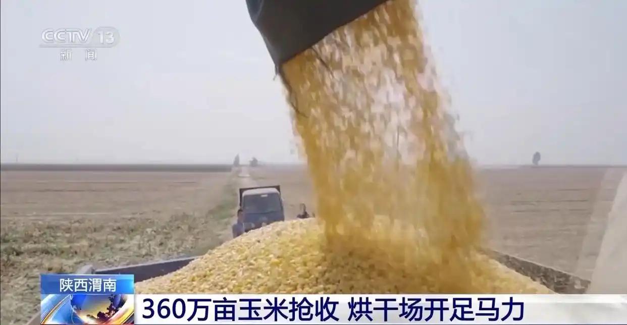 玉米秋收遇上阴雨天气 多地烘干厂开足马力