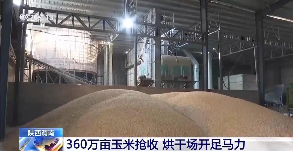 玉米秋收遇上阴雨天气 多地烘干厂开足马力