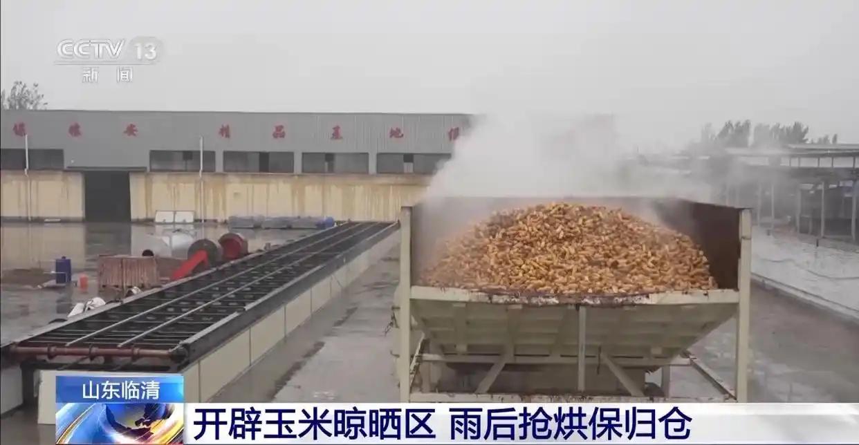 玉米秋收遇上阴雨天气 多地烘干厂开足马力