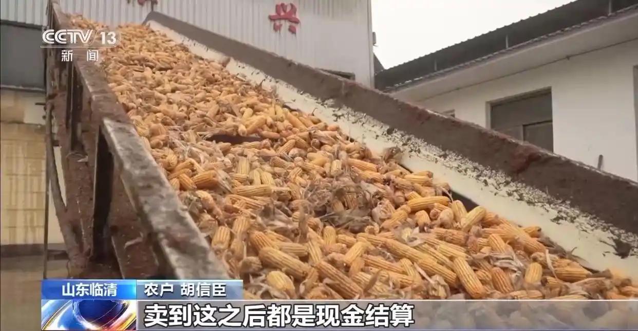 玉米秋收遇上阴雨天气 多地烘干厂开足马力