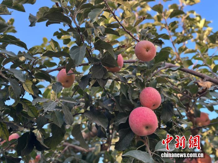 读懂中国·阿克苏的甜蜜故事｜三代坚守，柯柯牙如何让荒漠变“金山”？