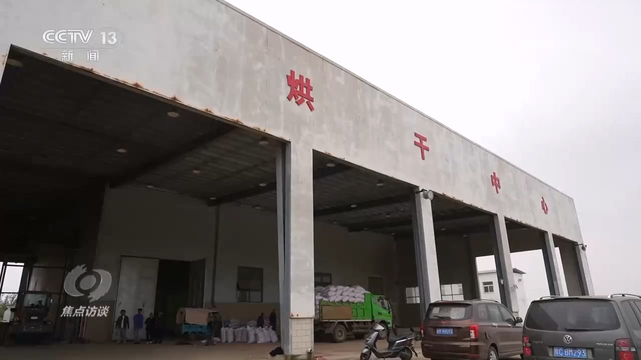 焦点访谈｜秋粮抢收抢烘 这场“保卫战”如何打好？