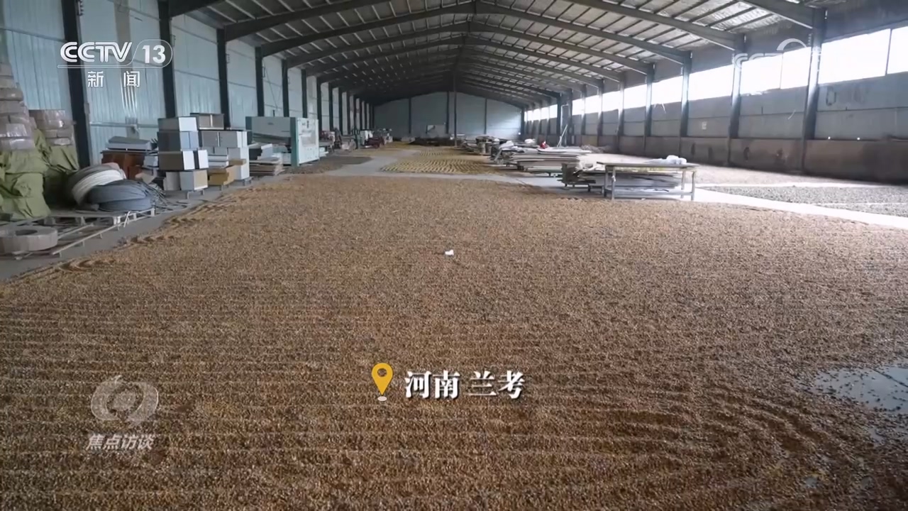 焦点访谈｜秋粮抢收抢烘 这场“保卫战”如何打好？
