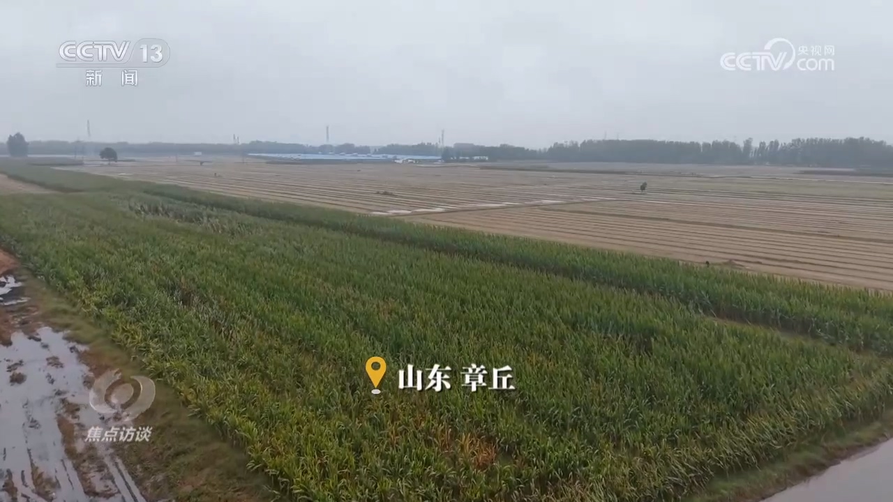 焦点访谈｜秋粮抢收抢烘 这场“保卫战”如何打好？