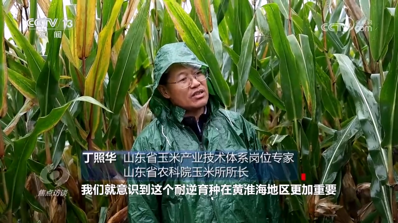 焦点访谈｜秋粮抢收抢烘 这场“保卫战”如何打好？