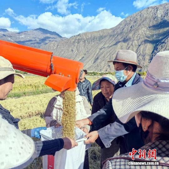 雪域高原飘稻香：西藏加查县迎来水稻丰收