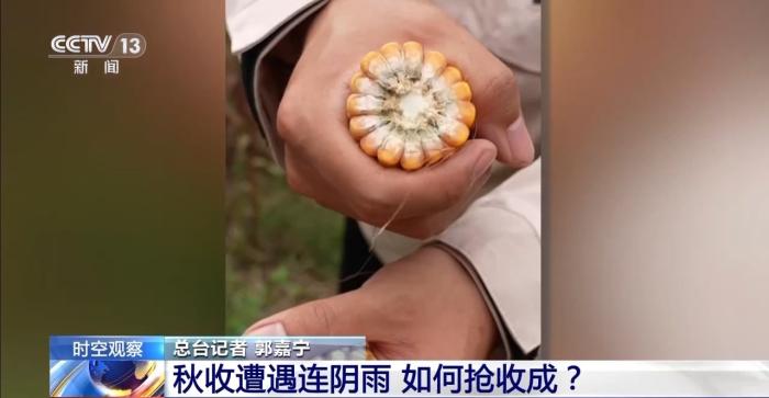 降温降雨对秋收有何影响？各地保秋粮有困难也有办法