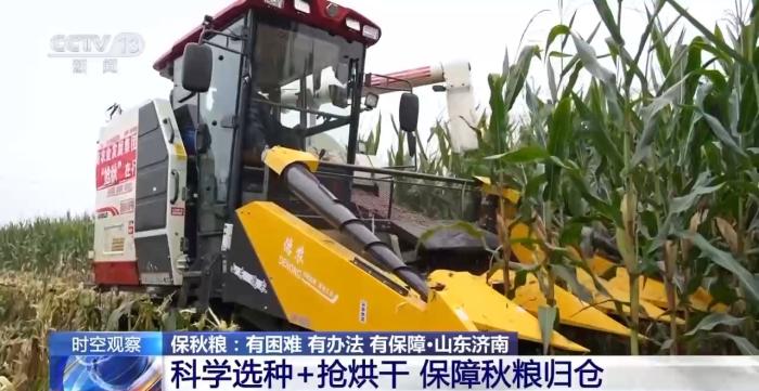 降温降雨对秋收有何影响？各地保秋粮有困难也有办法
