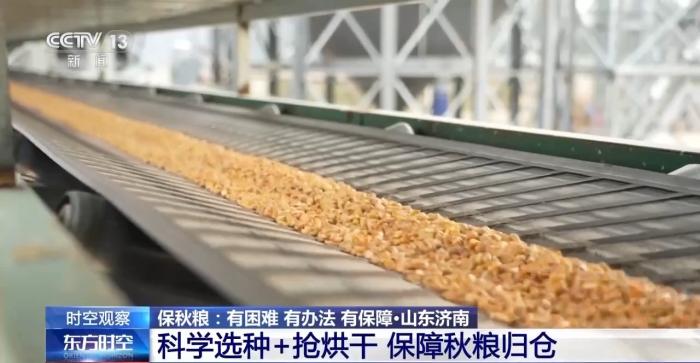 降温降雨对秋收有何影响？各地保秋粮有困难也有办法