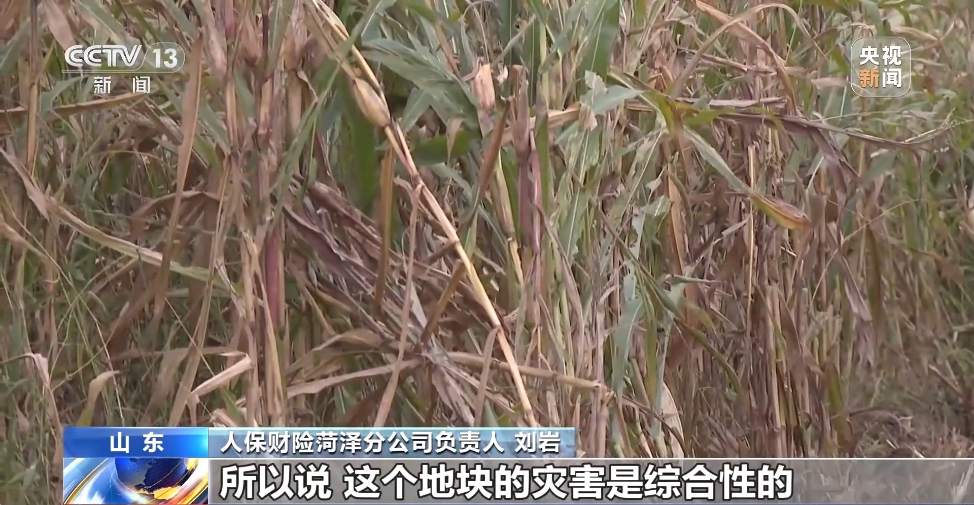 遭遇连阴雨如何保收？总台记者直击秋粮抢收一线