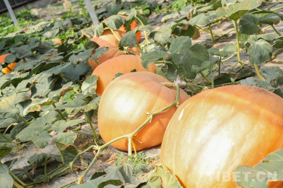 高原“菜篮子”绽放现代农业魅力
