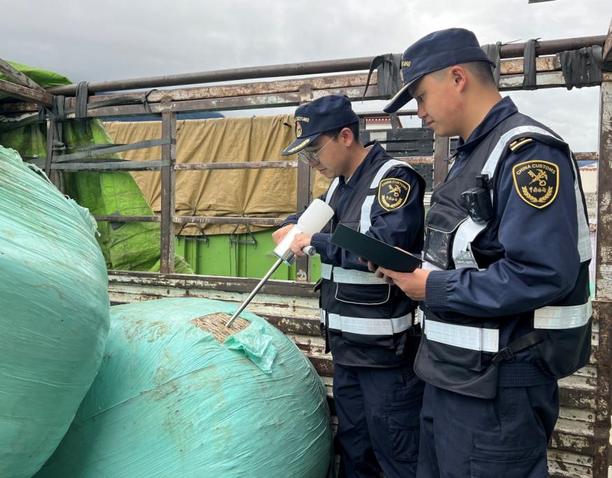 西藏口岸进口青贮饲草千余吨 “千吨计划”促进高原生态保护和畜牧业发展“双赢”
