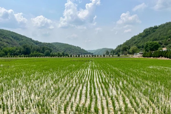 【高质量发展看陕西】喜望稻菽千层浪，“红”“绿”交响南泥湾