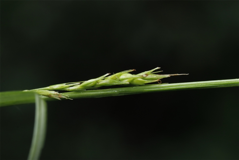 西藏生物多样性 “家底”进一步丰富