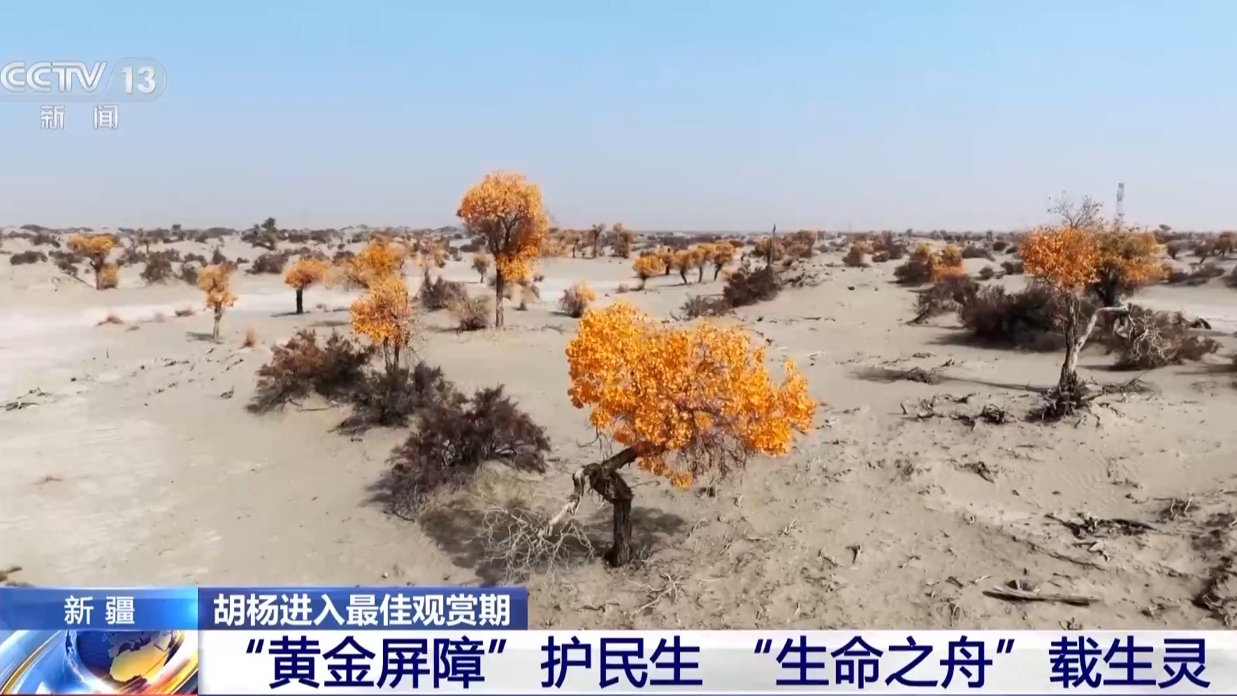 塔里木河秋日限定 胡杨映水绘就一幅流动油画