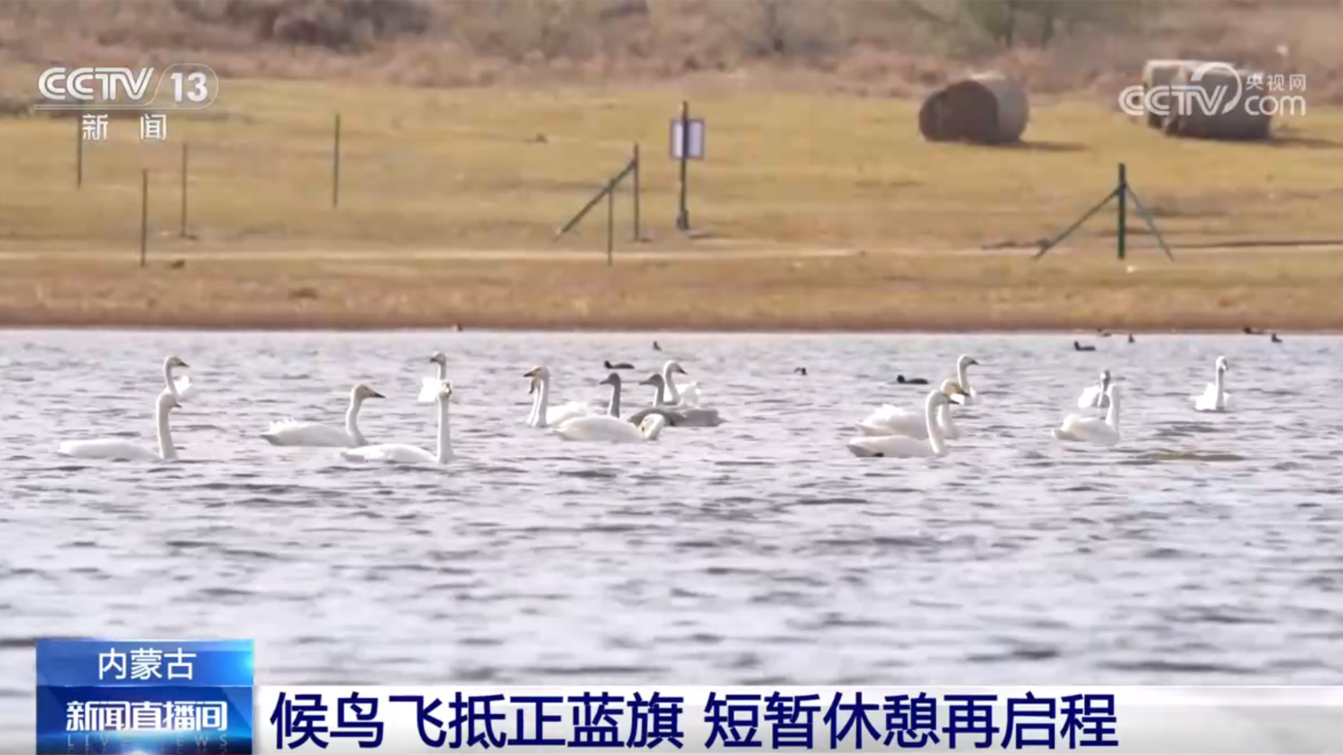 各地湿地成迁徙候鸟“能量补给站” 吃饱了再去南方越冬