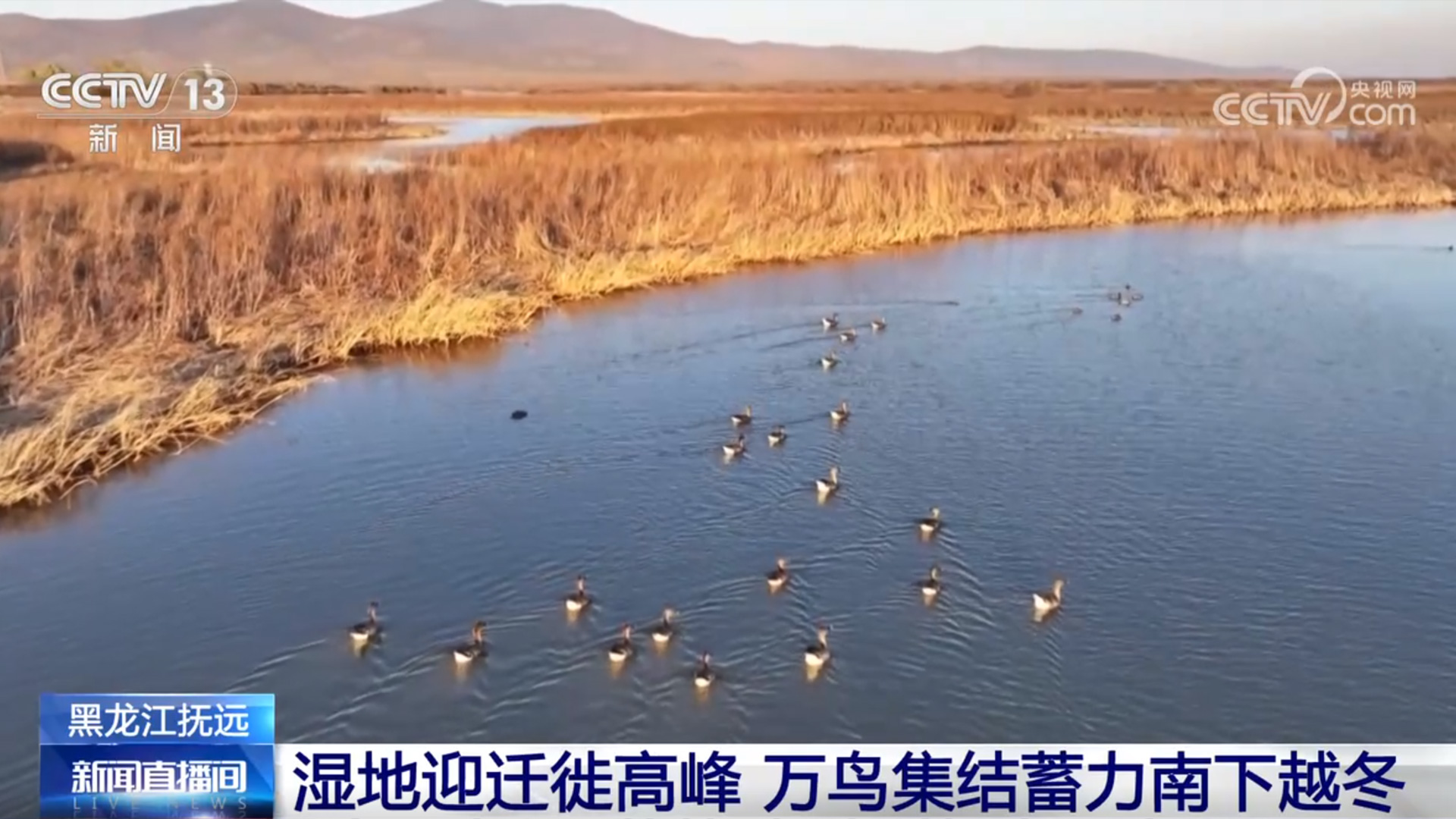 各地湿地成迁徙候鸟“能量补给站” 吃饱了再去南方越冬
