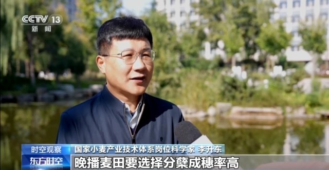 晚播小麦如何保产量？霜降抢秋该怎么抢？专家分析