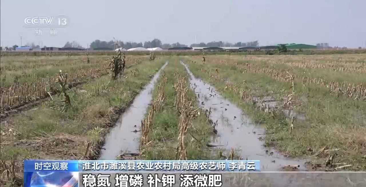 晚播小麦如何保产量？霜降抢秋该怎么抢？专家分析