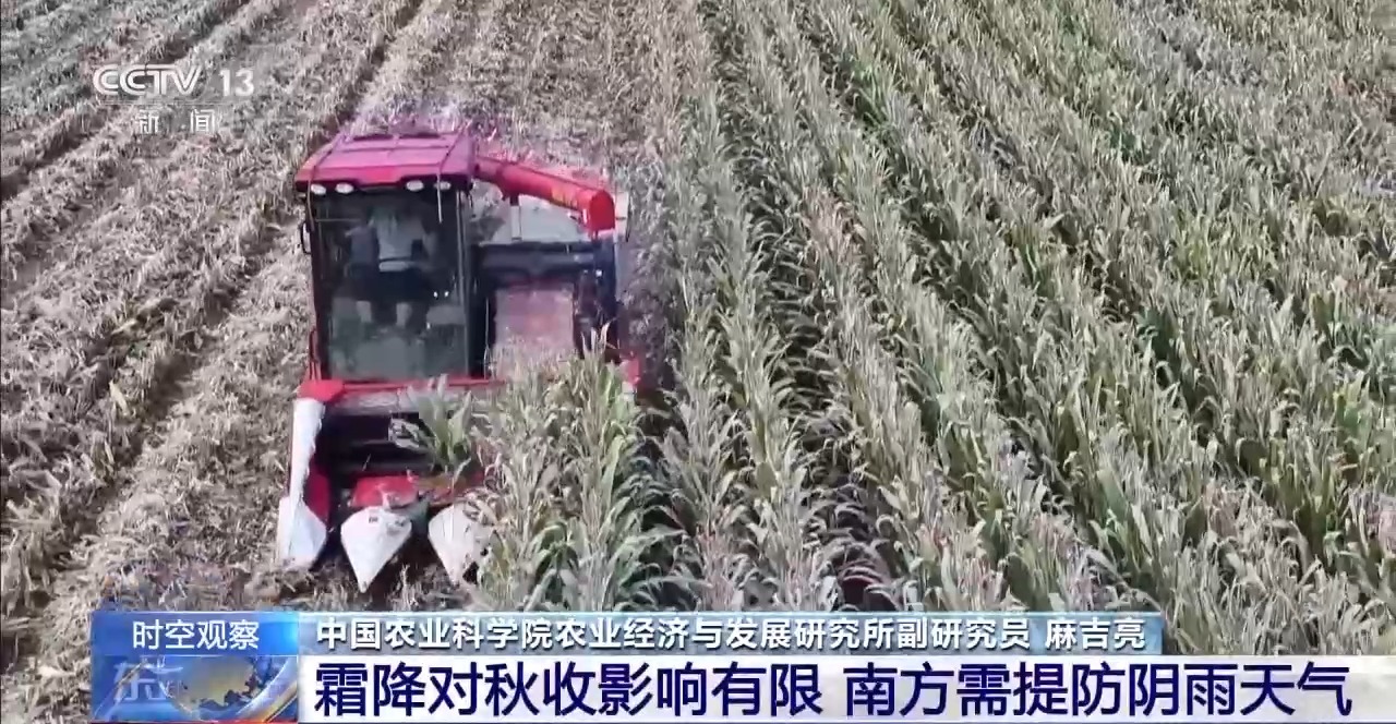 晚播小麦如何保产量？霜降抢秋该怎么抢？专家分析