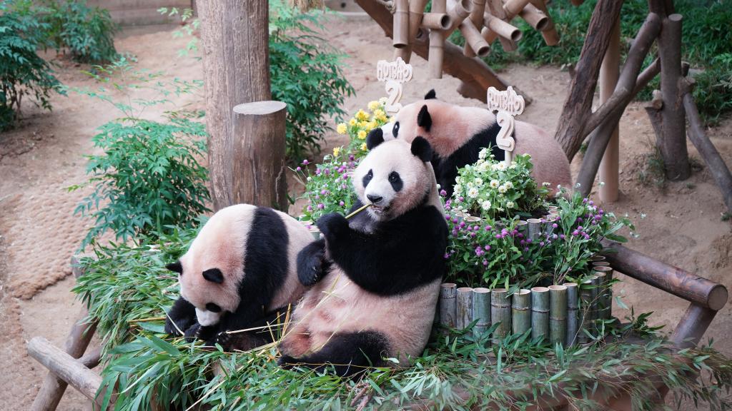 特稿丨推动战略合作伙伴关系不断向前发展——韩国各界对习近平主席国事访问充满热切期待