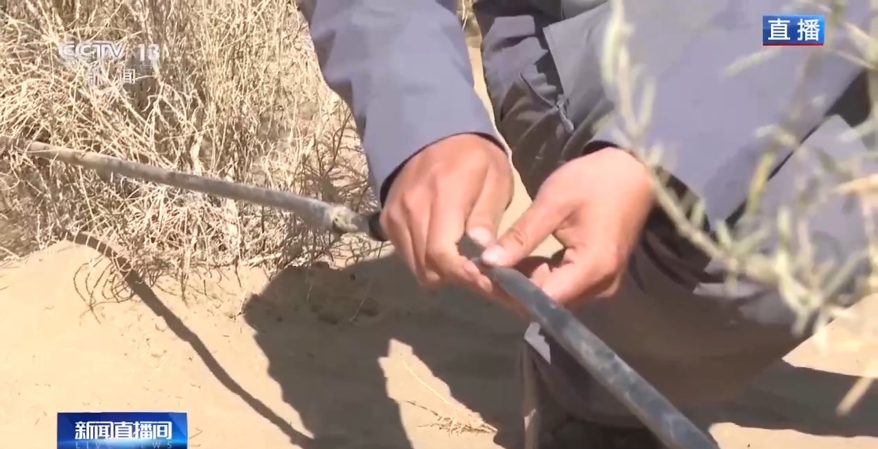 视频丨新疆肉苁蓉进入采收季 沙产业让沙漠化身“致富田”