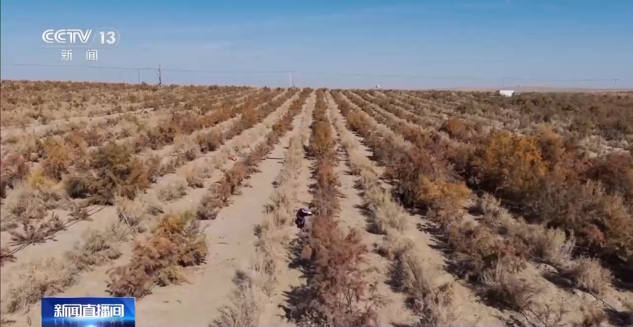 视频丨新疆肉苁蓉进入采收季 沙产业让沙漠化身“致富田”