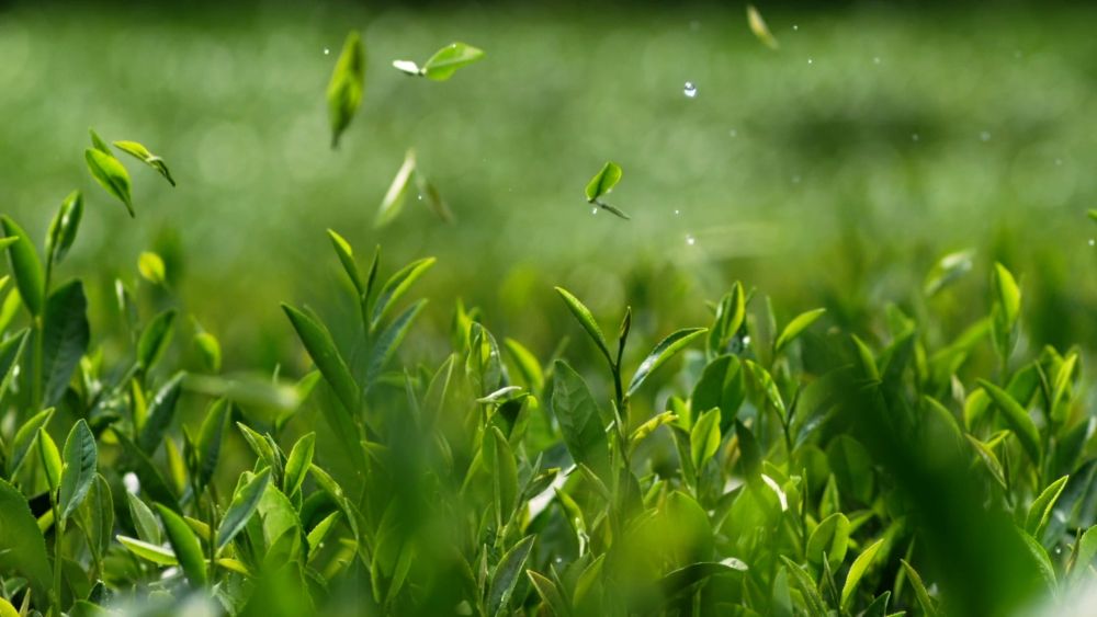 新华视点｜系列纪录片《大径山》第一集：参山