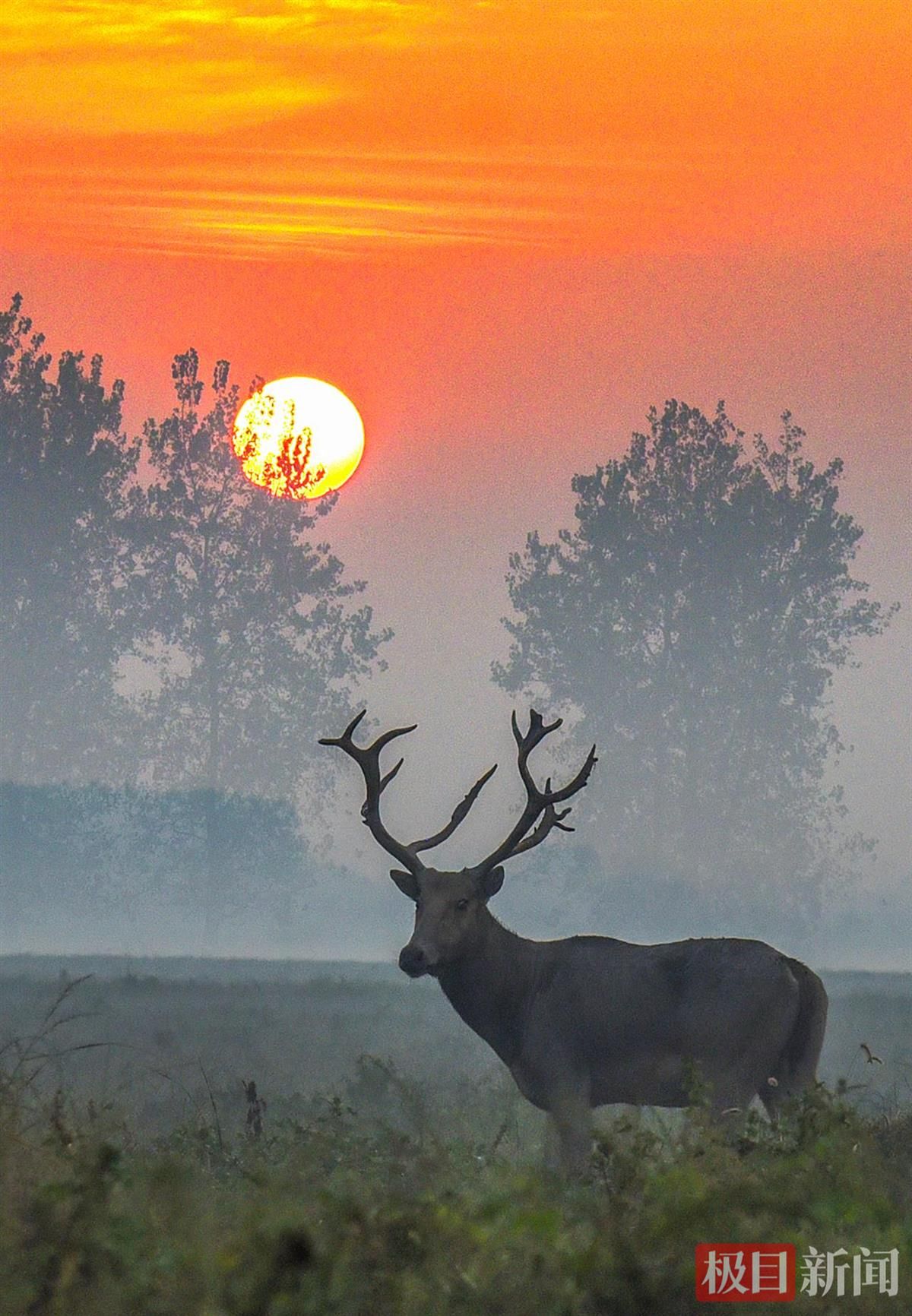 何以中国｜江豚起舞、麋鹿撒欢，荆江之畔成为“湿地精灵”乐园