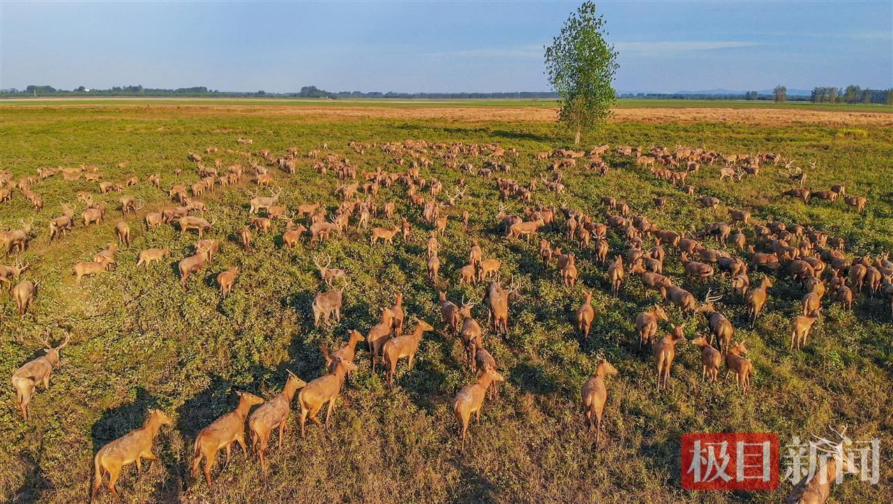 何以中国｜江豚起舞、麋鹿撒欢，荆江之畔成为“湿地精灵”乐园