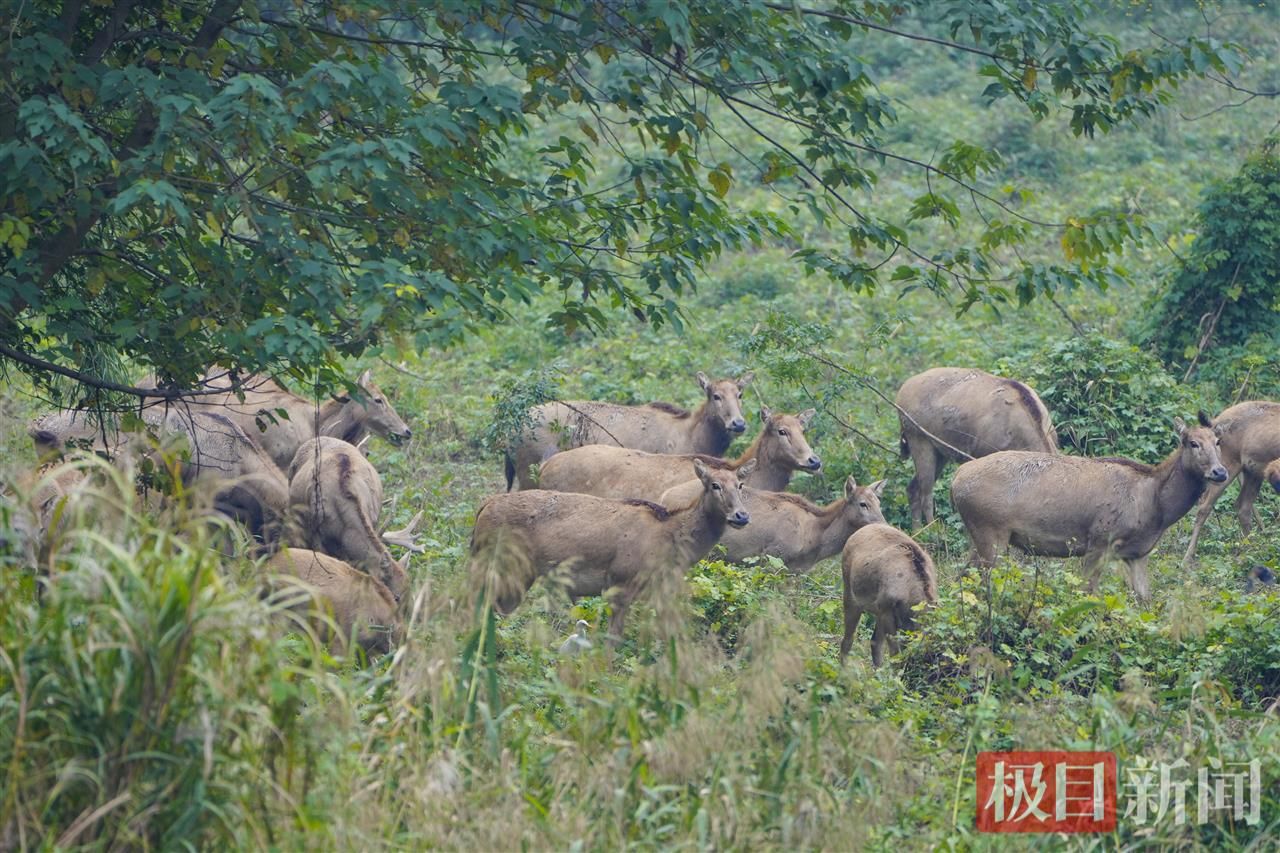 何以中国｜江豚起舞、麋鹿撒欢，荆江之畔成为“湿地精灵”乐园
