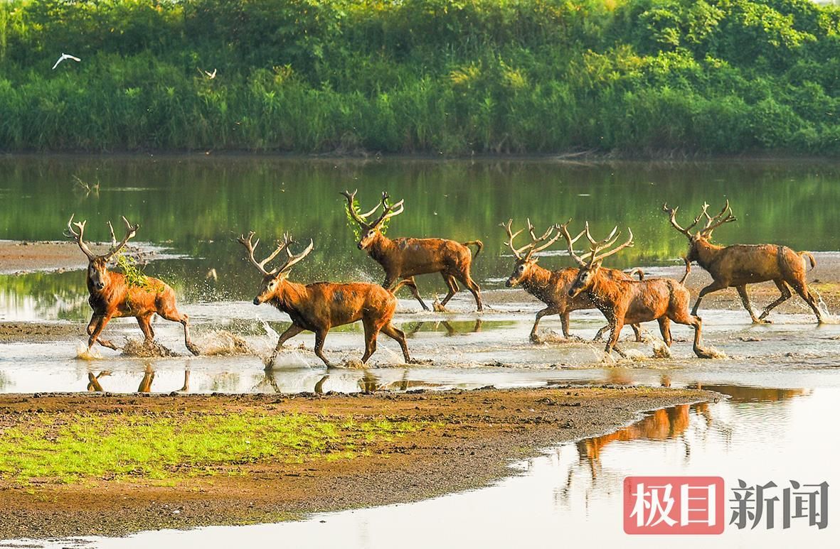 何以中国｜江豚起舞、麋鹿撒欢，荆江之畔成为“湿地精灵”乐园