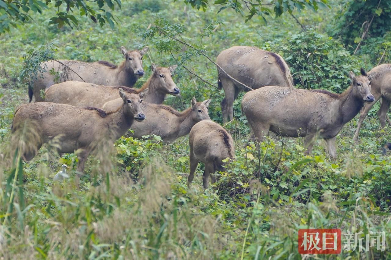 何以中国｜江豚起舞、麋鹿撒欢，荆江之畔成为“湿地精灵”乐园