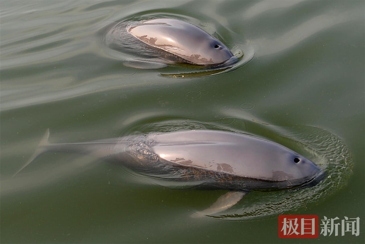 何以中国｜江豚起舞、麋鹿撒欢，荆江之畔成为“湿地精灵”乐园