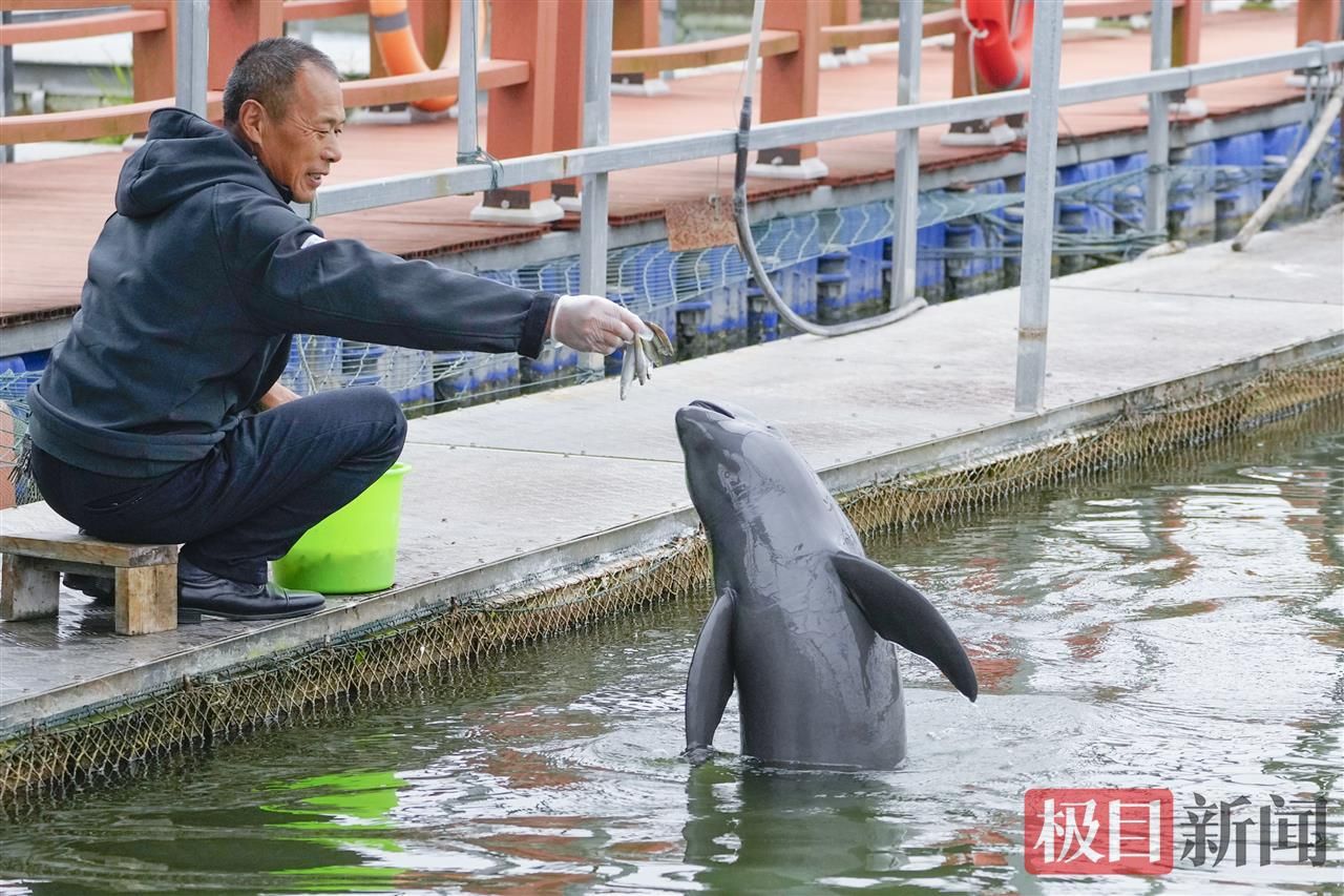 何以中国｜江豚起舞、麋鹿撒欢，荆江之畔成为“湿地精灵”乐园