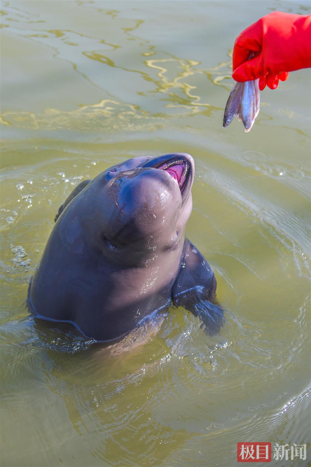 何以中国｜江豚起舞、麋鹿撒欢，荆江之畔成为“湿地精灵”乐园