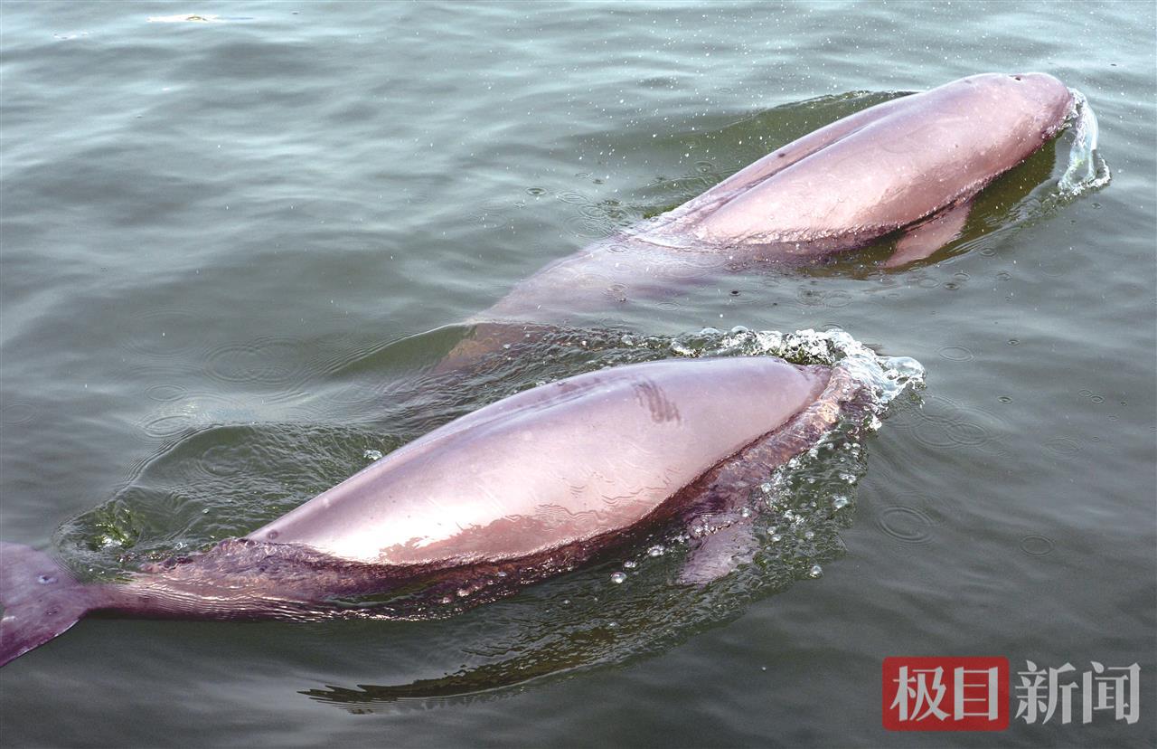 何以中国｜江豚起舞、麋鹿撒欢，荆江之畔成为“湿地精灵”乐园