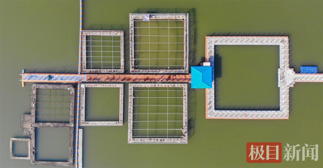 何以中国｜江豚起舞、麋鹿撒欢，荆江之畔成为“湿地精灵”乐园