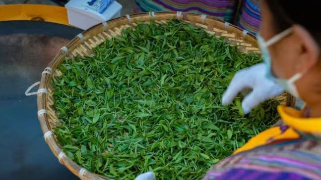 茶香漫峡谷 绿叶变“金叶”——西藏墨脱采茶人劳务品牌的2025年答卷 茶香漫峡谷 绿叶变“金叶”——西藏墨脱采茶人劳务品牌的2025年答卷