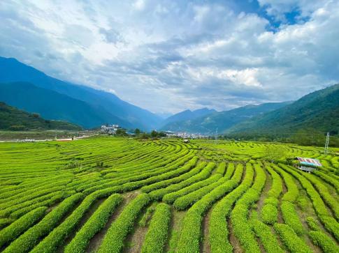 茶香漫峡谷 绿叶变“金叶”——西藏墨脱采茶人劳务品牌的2025年答卷 茶香漫峡谷 绿叶变“金叶”——西藏墨脱采茶人劳务品牌的2025年答卷