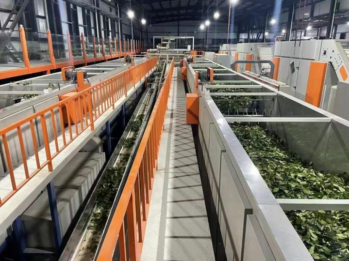 茶香漫峡谷 绿叶变“金叶”——西藏墨脱采茶人劳务品牌的2025年答卷 茶香漫峡谷 绿叶变“金叶”——西藏墨脱采茶人劳务品牌的2025年答卷