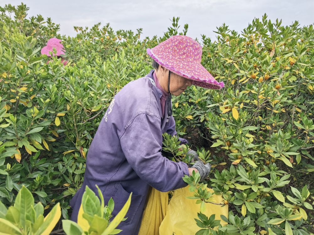 四中全会精神在基层 | “三股绳”拧成一道力 四中全会精神在基层 | “三股绳”拧成一道力