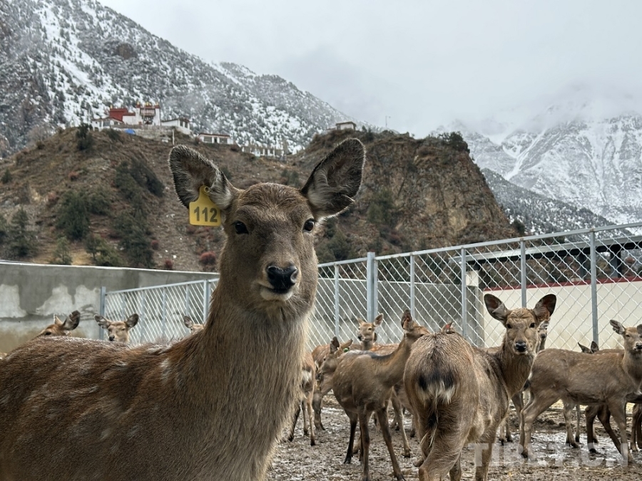 【牢记嘱托 共建美丽新西藏】娘蒲乡样本:一只梅花鹿“驮”起的乡村振兴链